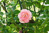 Rosa 'Harlekin'