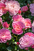 Rosa 'Pink Bells'