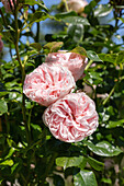 Rosa 'Giardina'