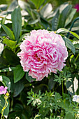 Paeonia lactiflora, rosa
