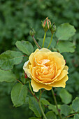 Rosa 'Graham Thomas'