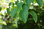 Davidia involucrata