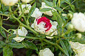 Rosa multiflora 'Sneprincesse'