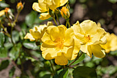 Ground cover rose, yellow