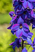 Delphinium x elatum 'Finsteraarhorn'