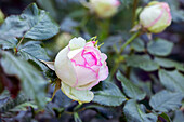 Shrub rose, pink-white