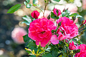 Bedding rose, pink