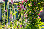 Digitalis purpurea, rosa