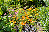 Gazania rigens