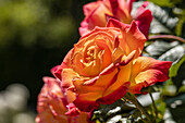 Rosa 'Gartenspaß'