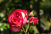 Noble rose, red-white