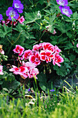 Pelargonium und Geranium