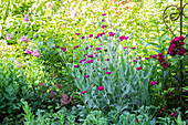 Lychnis coronaria