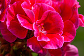 Pelargonium grandiflorum, rot