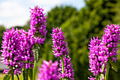 Stachys monnieri 'Hummelo'