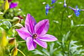 Clematis, red