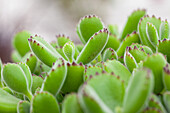 Kalanchoe tomentosa