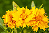 Coreopsis grandiflora, yellow