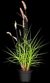 Pennisetum