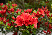 Rhododendron obtusum 'Juliette'®