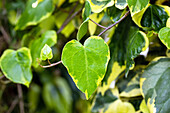 Hedera colchica 'Dentata Variegata