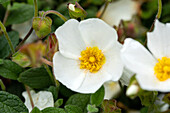 Cistus obtusifolius