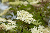 Sambucus nigra 'Haschberg