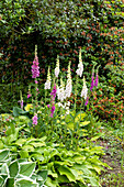 Digitalis purpurea