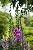 Digitalis purpurea, pink