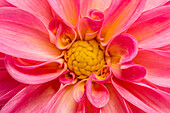 Dahlia, pink