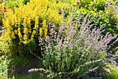 Golden Celandine and Catnip