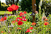 Papaver rhoeas, rot