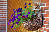 Basket with petunias