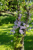 Clematis, purple