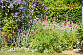 Herbaceous border