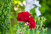 Bed rose, red