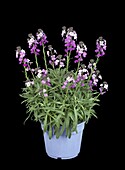 Erysimum linifolium 'Bowles Mauve