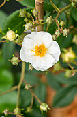 Rosa 'Rambling Rector'