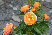 Beet rose, orange