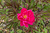 Paeonia x suffruticosa, purple red