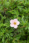 Potentilla fruticosa Pink Queen