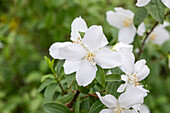 Philadelphus x lemoinei 'Manteau d´Hermine'