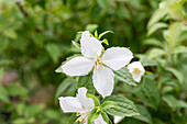 Philadelphus x lemoinei 'Manteau d'Hermine'