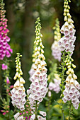 Digitalis purpurea, weiß