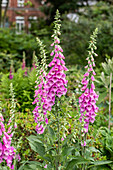 Digitalis purpurea, dunkelrosa