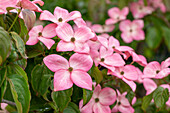 Cornus kousa 'Satomi'®