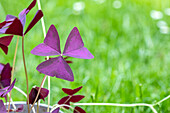 Oxalis triangularis