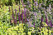 Herbaceous border with catnip and ornamental sage