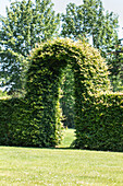 Hedge with archway