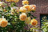 English roses, yellow
